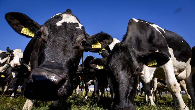 Melkveehouders leggen bom onder landbouwakkoord