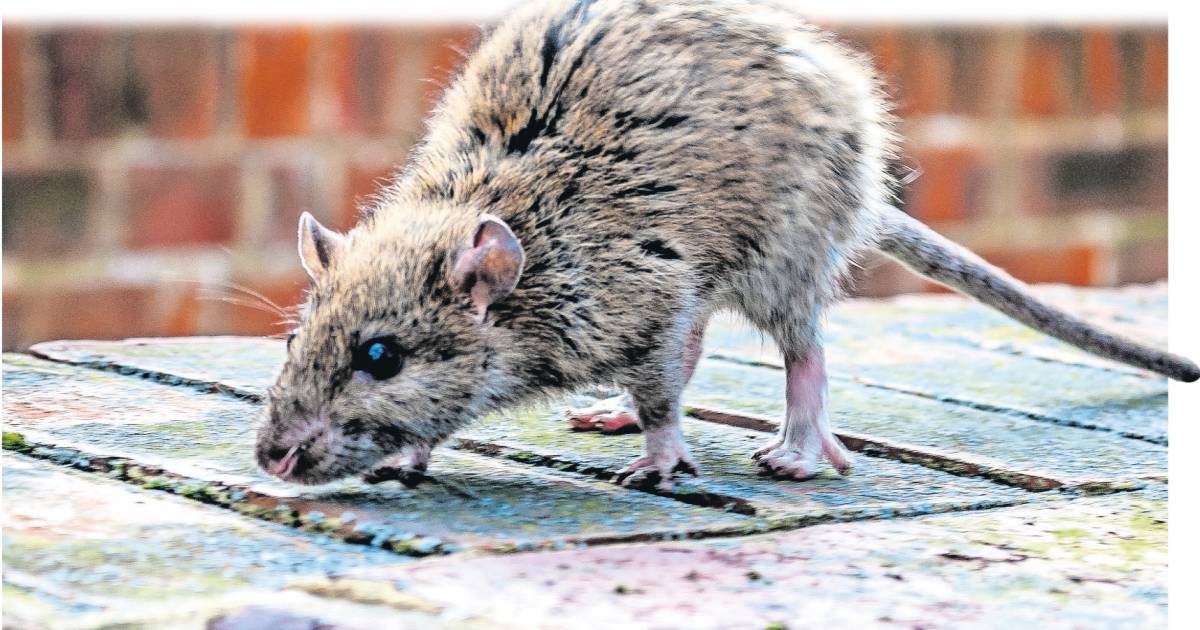 Wat Te Doen Tegen Ratten In De Tuin