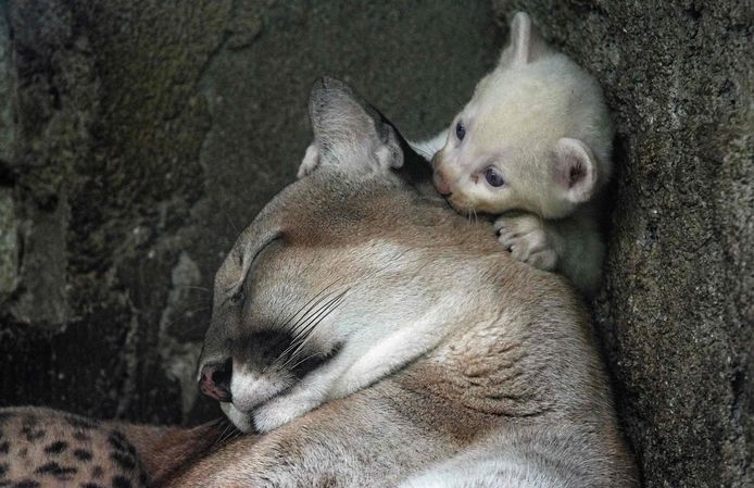 Cougars are found throughout most of the Americas, from the high Andes region of southern Peru to the jungles of Central America.