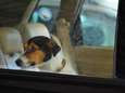 Wat mag je doen als een hond opgesloten zit in een snikhete auto? En hoe bezorg je het dier verkoeling?