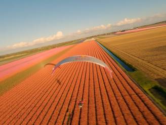 Belgische paraglider vliegt boven tulpenvelden en maakt adembenemende beelden van kleurrijk bloementapijt