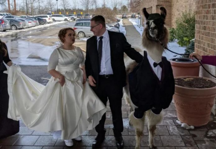 De blik van de bruid bij het eerste fotomoment met broerlief en de lama zegt alles.