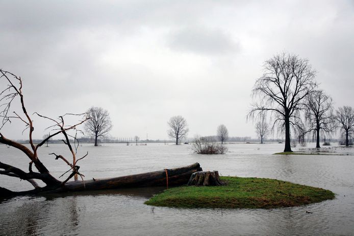 Een gesneuvelde bakenboom langs de Maas is met een ketting vastgelegd om afdrijven te voorkomen. De bakenbomen geven de vaargeul van de rivier aan en staan nu te boek als waardevolle landschapselementen.