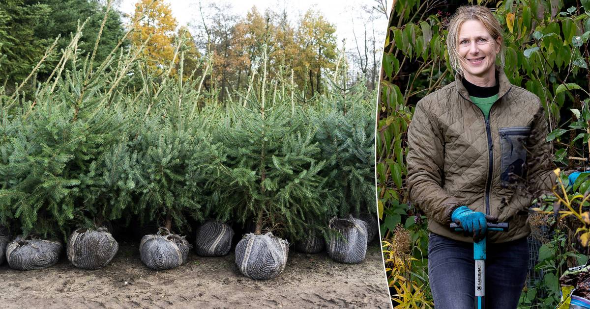Hoe plant je je kerstboom weer buiten zonder dat je met bruine takken