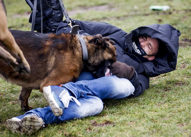 Een betoger op het Museumplein in Amsterdam wordt gegrepen door een politiehond. Beeld EPA
