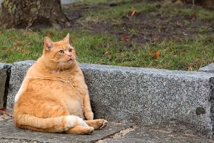 De Keniaan die katten vilde en de vacht en het vlees verkocht moet drie jaar de cel in.