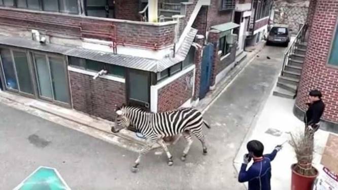 Un zèbre, star d’internet, de retour au zoo après une escapade en ville