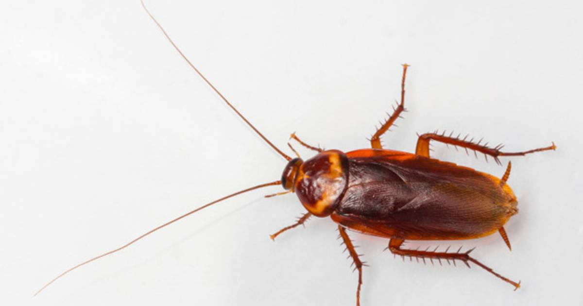 Les Trains Indiens Infestes De Cafards Monde 7sur7 Be