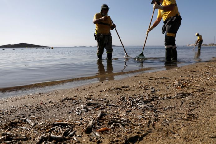 Des employés municipaux ramassent des poissons et des crustacés morts sur le rivage de la plage "Cala del Pino", dans la lagune Mar Menor de Murcie, en Espagne, le 20 août 2021.