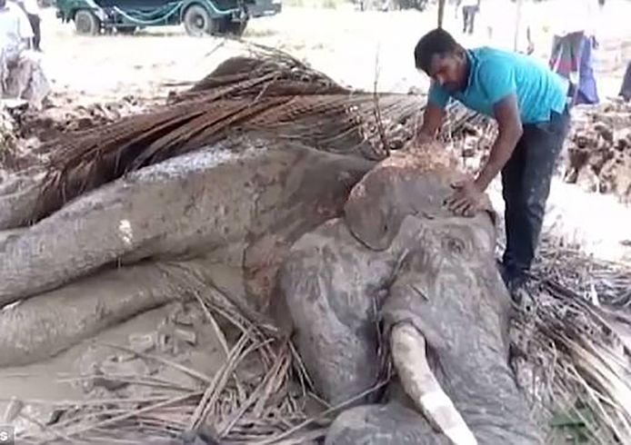 De gewonde olifant wordt verzorgd door dorpelingen in Sri Lanka.