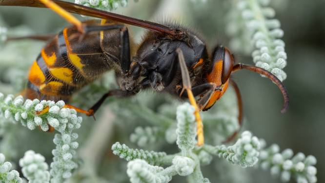 Wijchen heeft de Gelderse primeur: Aziatische hoornaar waargenomen