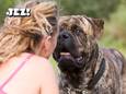Honden die door allerhande redenen wat extra zorg kunnen gebruiken, worden warm onthaald bij Beestig Wijs.