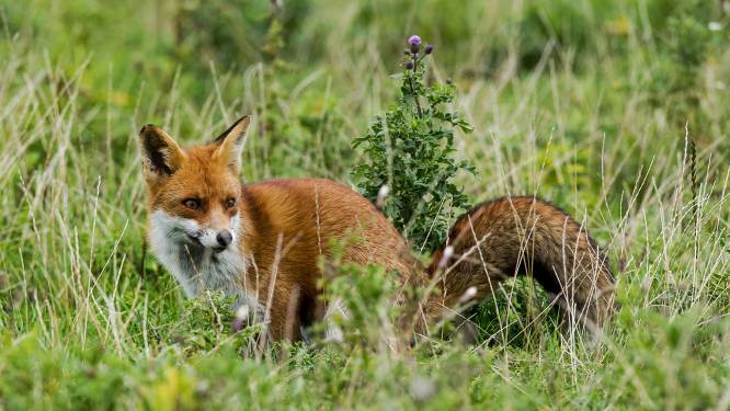 Rechter trekt streep door jachtvergunning voor vossen in provincie Utrecht, Zuid-Holland volgt mogelijk ook