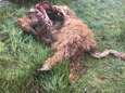 Vier hooglanders doodgebeten in Someren 