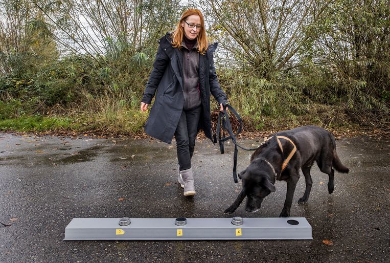Hondentrainster Mariska Snelleman met labrador Max. Beeld Arie Kievit