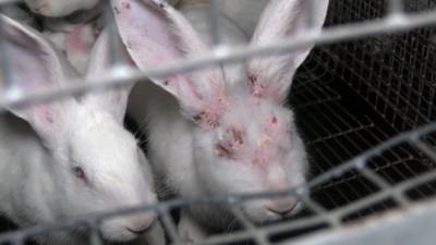 ‘Dode konijnen tussen levende bij Ulicotense fokker’ meldt Animal Rights