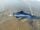 Een bruinvis aan het strand van Kijkduin.