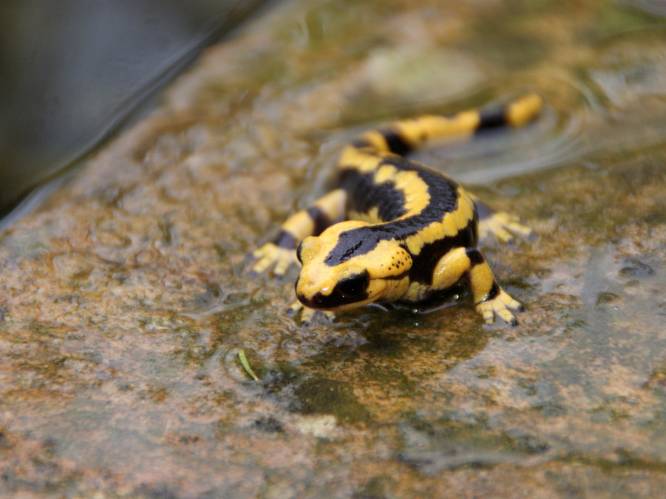 Vaarwel kikkers en salamanders? Amfibieën wereldwijd met uitsterven bedreigd