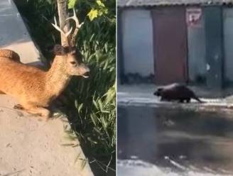 Van bibberend hert tot verdwaalde bever: dieren zoeken hun weg nadat Oekraïense stuwdam werd verwoest