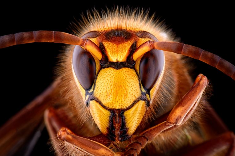 Van afschuw naar bewondering: ‘Insecten zijn nuttig en mooi’