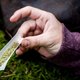 Laat 2016 het jaar zijn waarin we cannabisteelt reguleren
