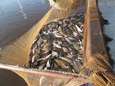 Moerdijkse visser mag wel in Biesbosch op schubvis vissen