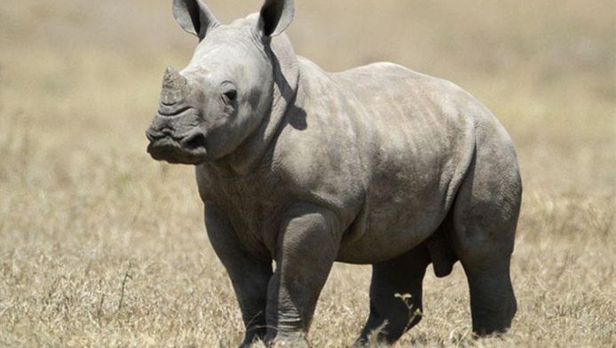 Beeld ter illustratie