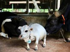 Rani, la plus petite vache du monde, fait une entrée posthume au Guinness World Records