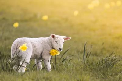 La police britannique recherche un “farceur” qui vole des agneaux et les laisse dans des jardins
