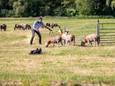 Arnoud Snippe probeert met hulp van zijn hond Sweep de schapen in bedwang te houden.