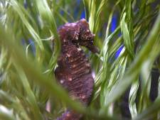 Hulp voor fragiel zeediertje