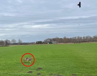Weer wolf gesignaleerd in Achterhoeks buitengebied: ‘Zwerver op zoek naar soortgenoten’