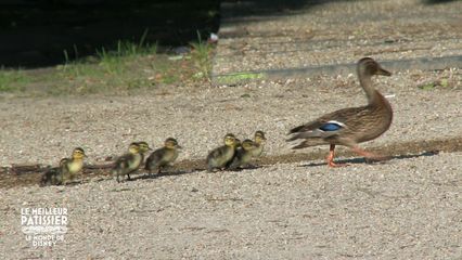 8. Le monde de Disney