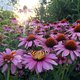 Help de insecten: plant eens een stokroos