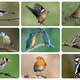 Vlaming telde gemiddeld 23 vogels in zijn tuin: huismus is opnieuw de meest gespotte vogel
