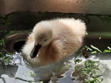 Het leven van hond Joep werd ooit gered, nu redt hij het leven van een moederloze babyzwaan