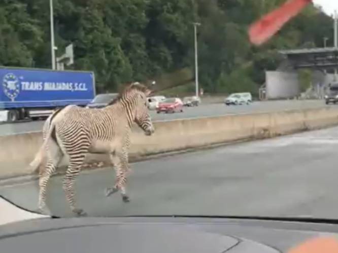 Geen zebrapad, maar wel een echte zebra: bestuurders op Franse snelweg kunnen ogen niet geloven wanneer dier plots voorbij huppelt