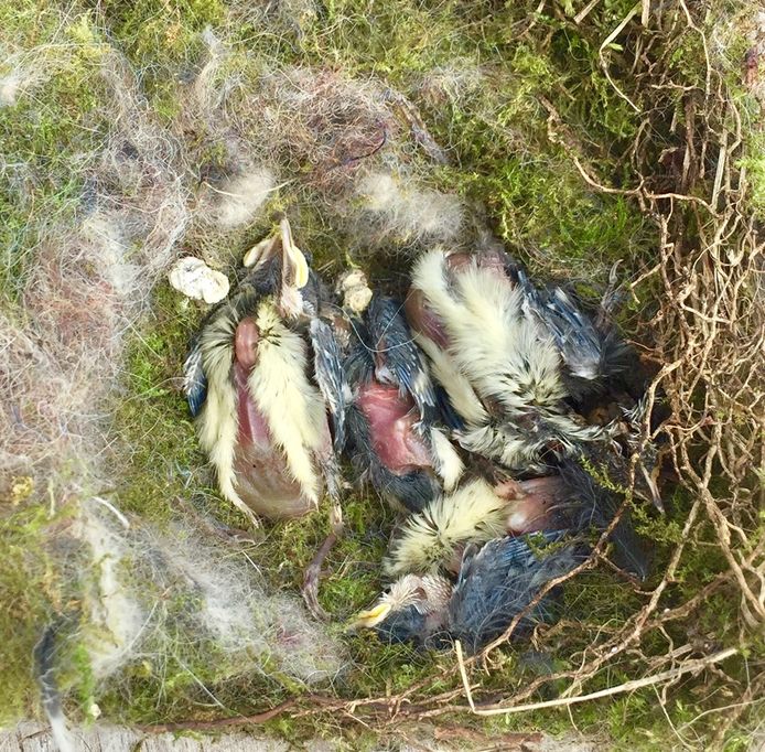 Veel dode vogels in de tuinen in Zeeland ‘Gebruik geen gif tegen