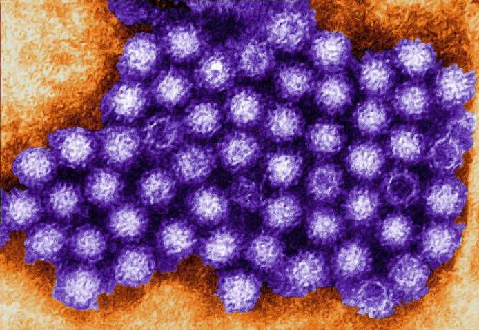 Close up van het norovirus.