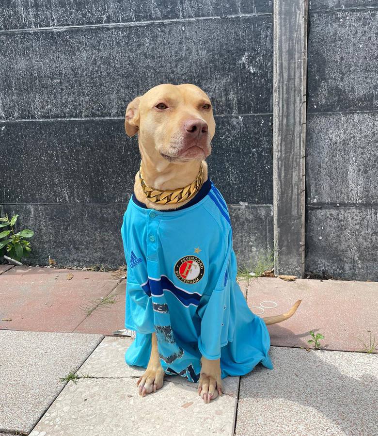 Vincent is gek van Feyenoord, net zoals z'n hond: als enige hij vanmorgen de bus uit | Foto | AD.nl