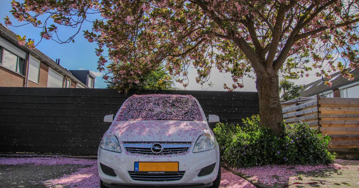 MIJN FOTO | Vallende bloesem in plaats van blaadjes