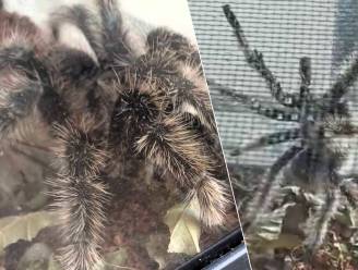 KIJK. Ontsnapte vogelspin Boris duikt na maanden plots op: “Ze bleek echt wel héél actief”
