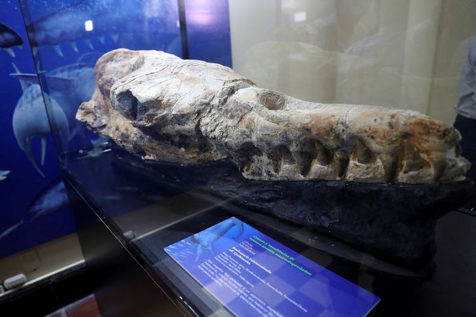 Het fossiel van de Basilosaurus-walvis van 36 miljoen jaar oud wordt tentoongesteld in het Natural History Museum na de ontdekking ervan in de Ocucaje woestijn, in Lima, Peru.