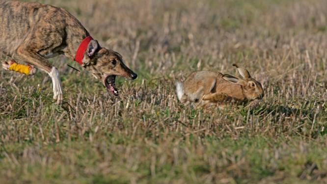 Illegale hazenjacht met Britse windhonden in Vlaamse polders