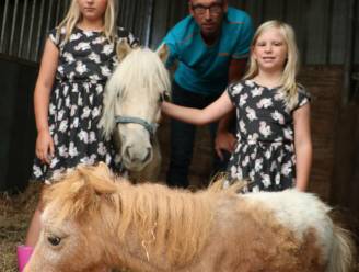 Zes verwaarloosde pony's in recordtempo geadopteerd