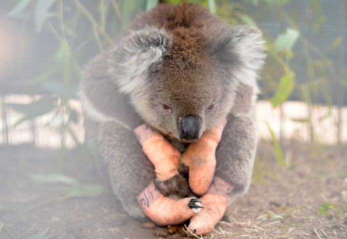 Een gewonde koala wordt verzorgd en opgevangen in het Kangaroo Island Wildlife Park in Parndana, Kangaroo Island, Australië.