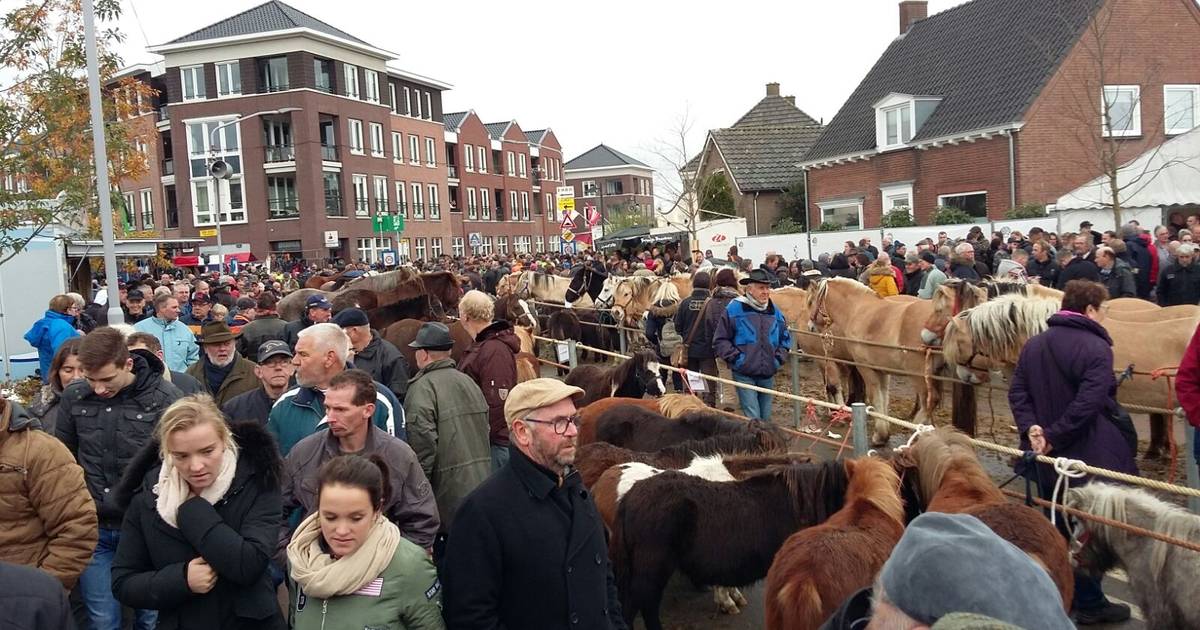 Gevarieerd aanbod op paardenmarkt in Hedel Maasdriel bd.nl