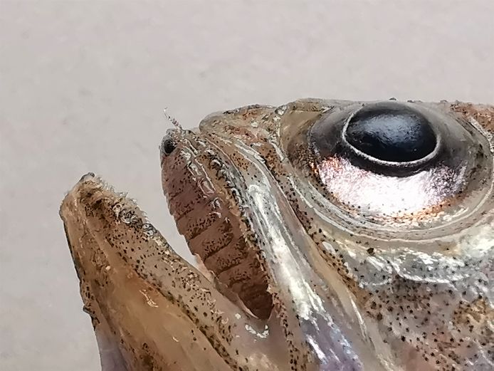 In de mond van deze kleine pieterman zie je een isopode zitten, een soort pissebed. Hij vult de hele mond en zit op het verhemelte van de vis.