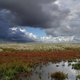 Hoe een natuurgebied door massale CO2-opslag meehelpt in de strijd tegen klimaatverandering