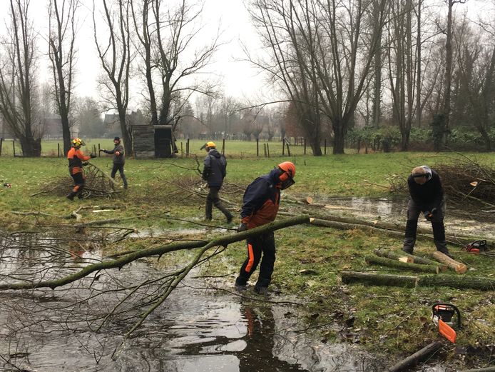 De knotvrijwilligers van het Regionaal Landschap Schelde-Durme aan het werk.
